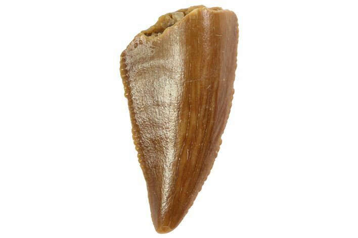 Serrated, Raptor Tooth - Real Dinosaur Tooth #80075